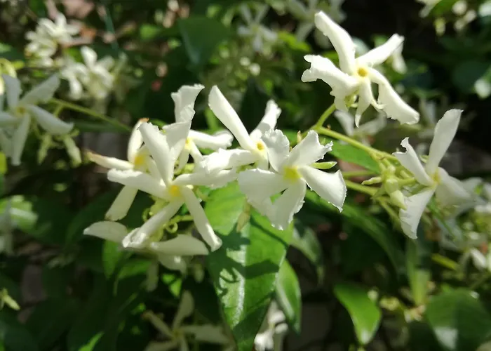 Bukovsek Διαμέρισμα